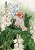 Foxglove